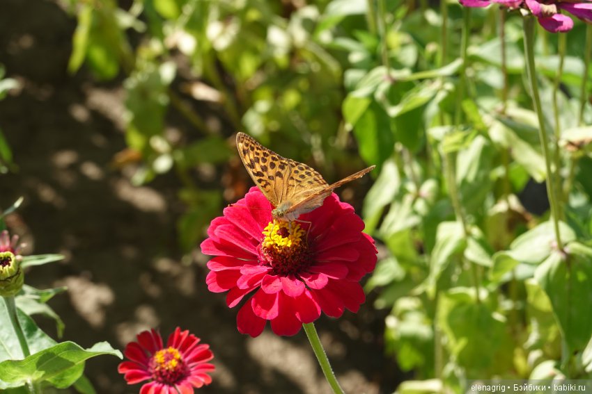 Гуляем в саду — Куклы Dianna Effner (Эффнер) из винила: Little Darling (фото 2)