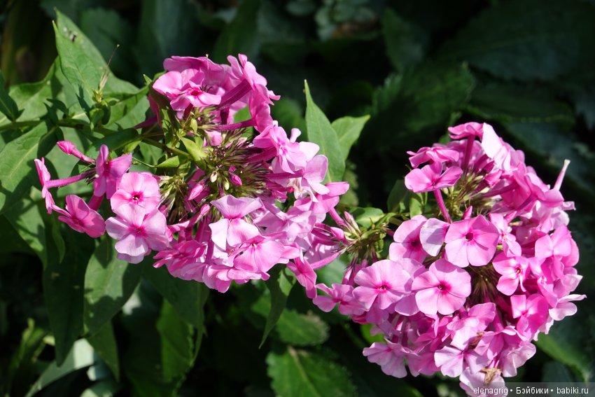 Гуляем в саду — Куклы Dianna Effner (Эффнер) из винила: Little Darling (фото 3)