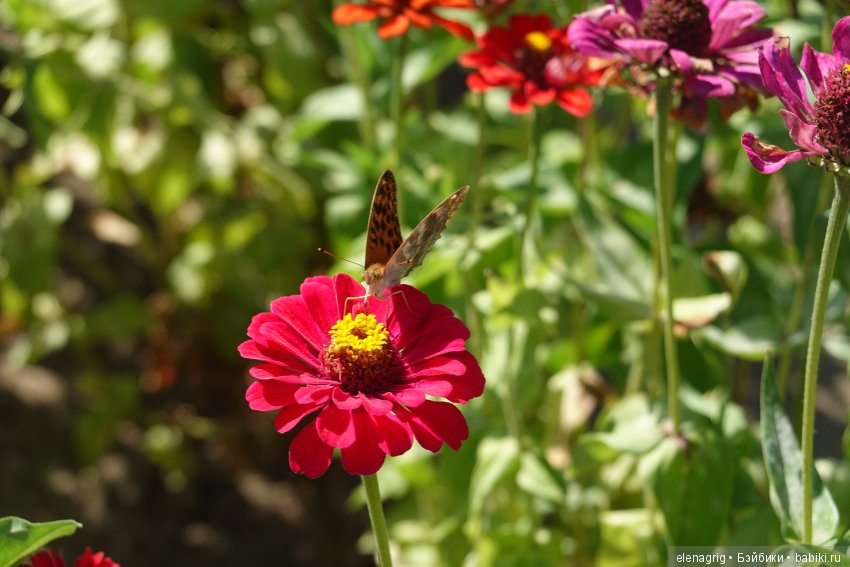 Гуляем в саду — Куклы Dianna Effner (Эффнер) из винила: Little Darling