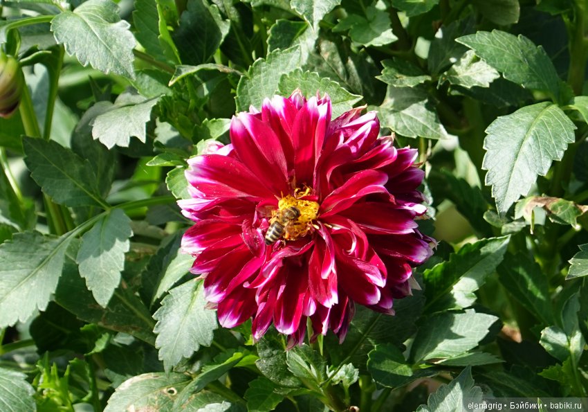 Коллекционные куклы Дианы Эффнер, Dianna Effner