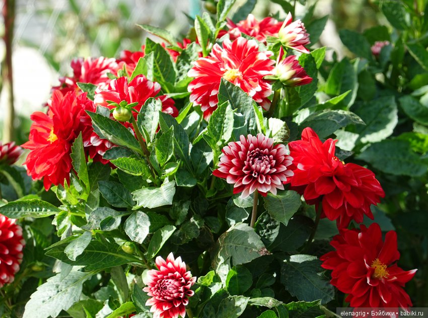 Коллекционные куклы Дианы Эффнер, Dianna Effner