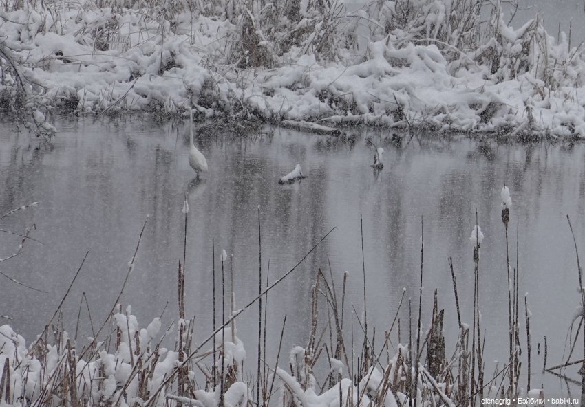 куколка Xiaomi monst