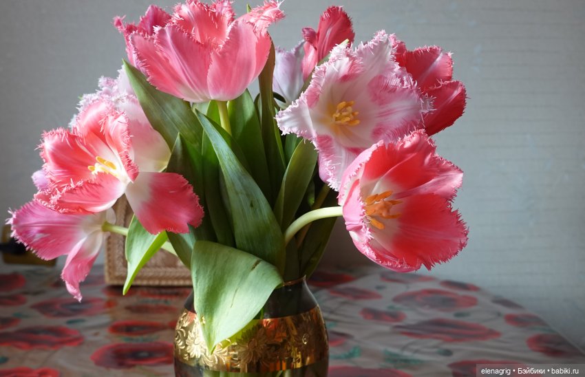 С праздником, милые дамы — Домашние коллекции кукол: фото собраний