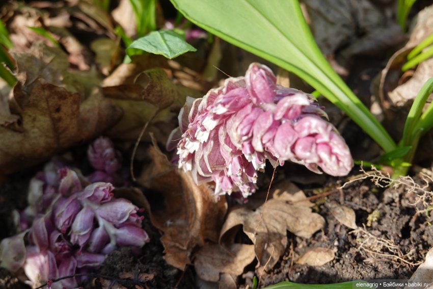 китайская шарнирная кукла