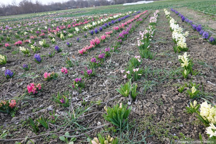 Цветочная долина — Куклы Heidi Plusczok (Хайди/Хейди Плюсчок) — фото