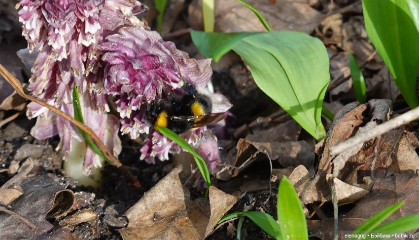 Прогулка — Куклы Heidi Plusczok (Хайди/Хейди Плюсчок) — фото