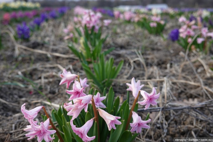 Цветочная долина — Куклы Heidi Plusczok (Хайди/Хейди Плюсчок) — фото