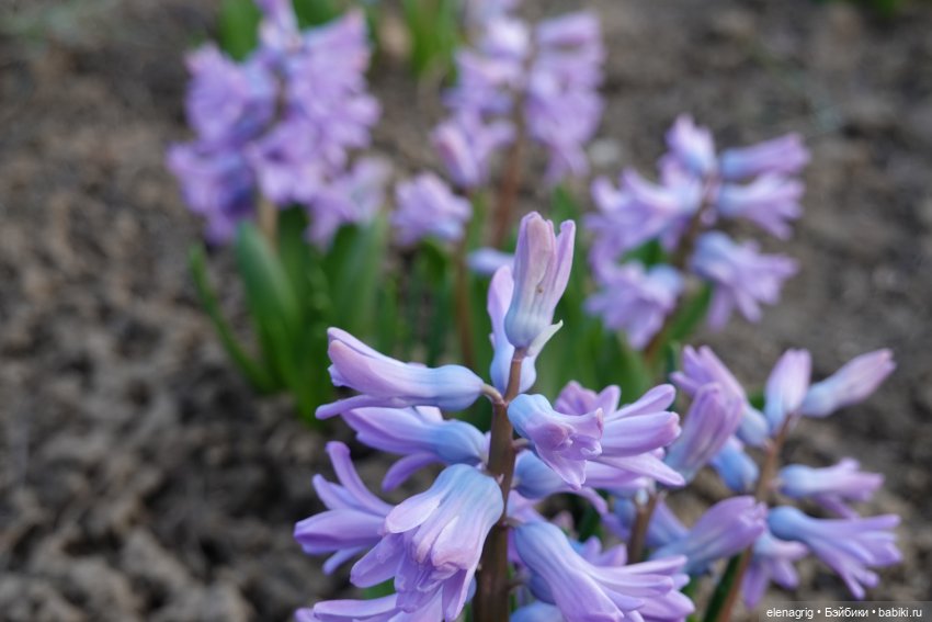 Цветочная долина — Куклы Heidi Plusczok (Хайди/Хейди Плюсчок) — фото (фото 9)