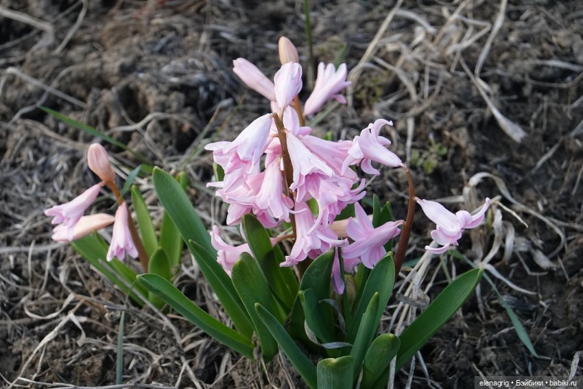 Цветочная долина — Куклы Heidi Plusczok (Хайди/Хейди Плюсчок) — фото (фото 10)