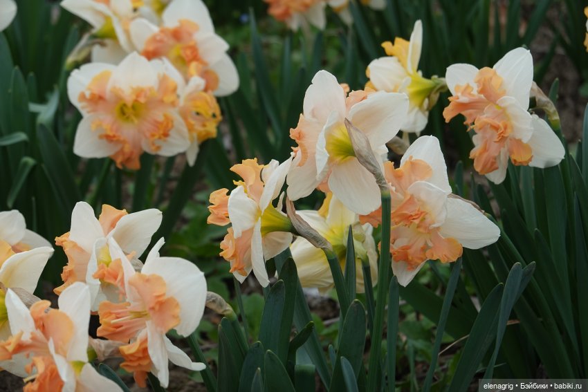 Цветочная долина — Куклы Heidi Plusczok (Хайди/Хейди Плюсчок) — фото (фото 5)