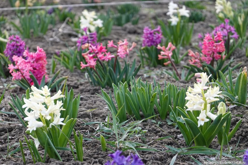 Цветочная долина — Куклы Heidi Plusczok (Хайди/Хейди Плюсчок) — фото (фото 8)