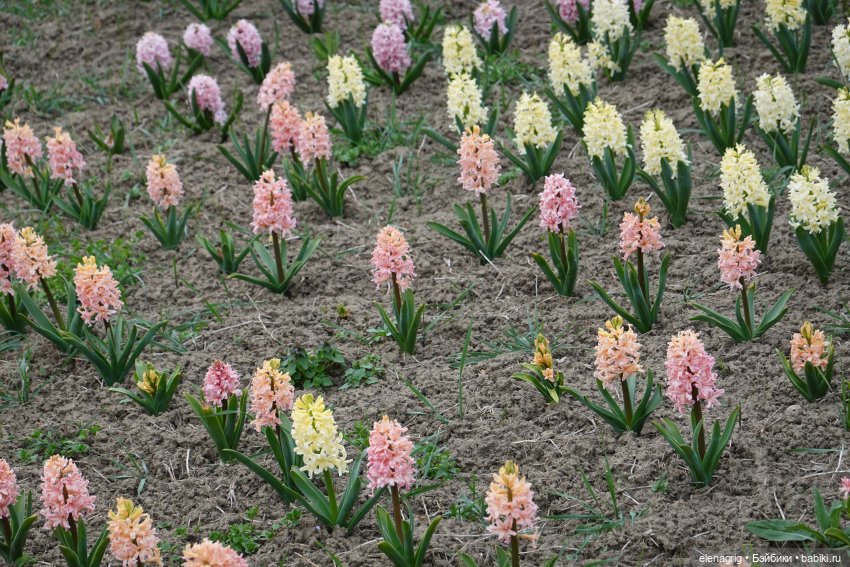 Цветочная долина — Куклы Heidi Plusczok (Хайди/Хейди Плюсчок) — фото