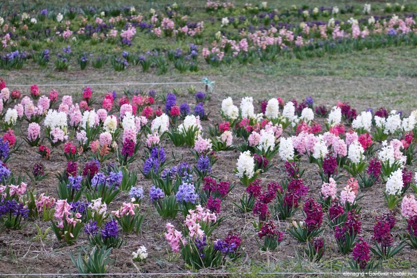 Цветочная долина — Куклы Heidi Plusczok (Хайди/Хейди Плюсчок) — фото (фото 7)