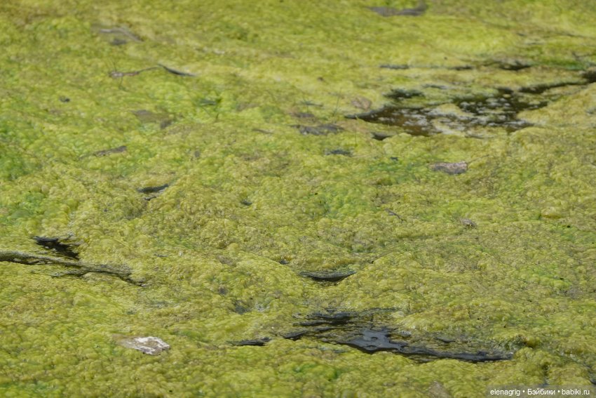 Зайки на лужайке — Куклы Kidz'n'Cats (Соня Хартман): шарнирные 46 см