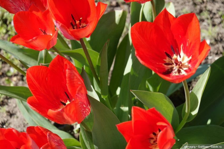 Весна, весна на улице — Текстильные игрушки и примитивы: кофейные (фото 7)