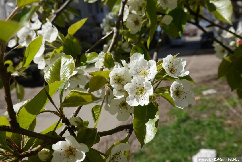 Весна, весна на улице — Текстильные игрушки и примитивы: кофейные (фото 10)