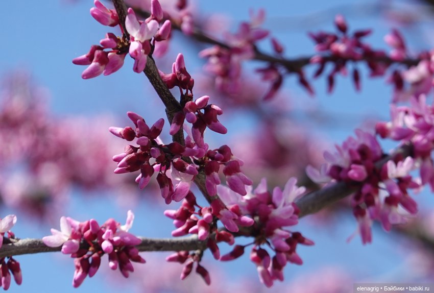 Весна, весна на улице — Текстильные игрушки и примитивы: кофейные