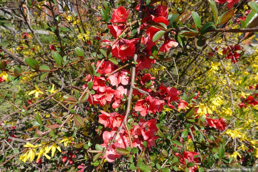 Весна, весна на улице — Текстильные игрушки и примитивы: кофейные (фото 2)