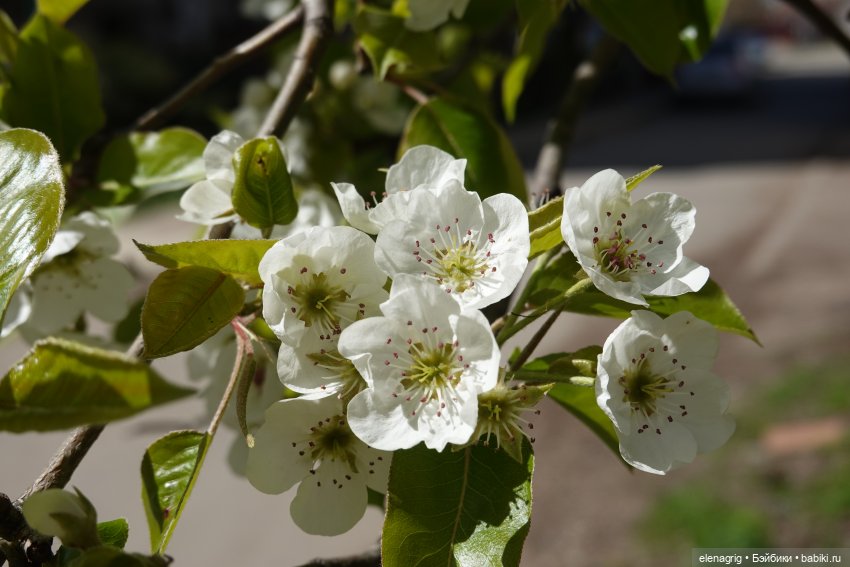 Весна, весна на улице — Текстильные игрушки и примитивы: кофейные (фото 9)