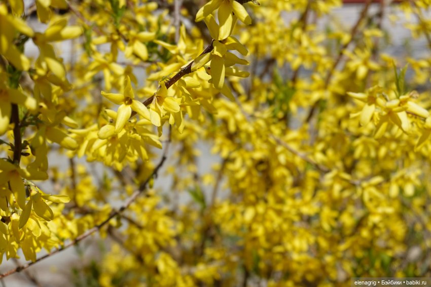 Весна, весна на улице — Текстильные игрушки и примитивы: кофейные (фото 3)