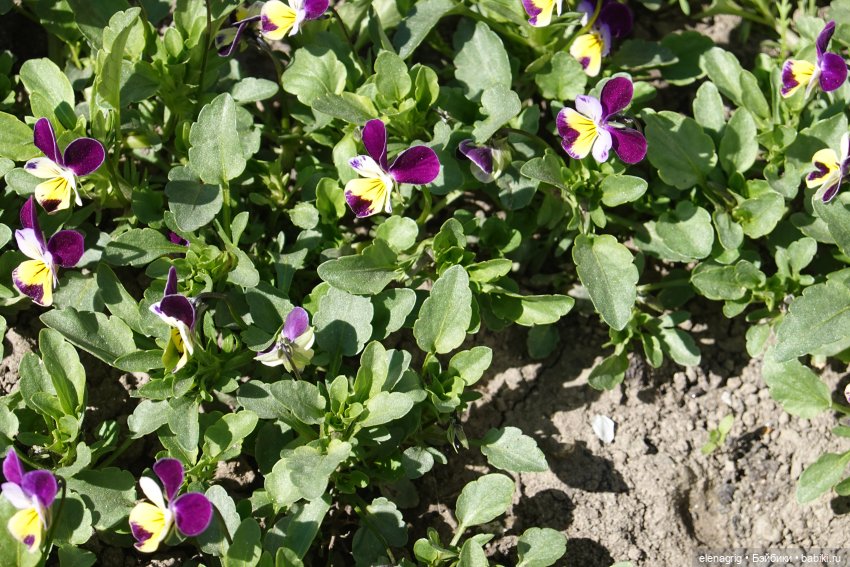 Весна, весна на улице — Текстильные игрушки и примитивы: кофейные (фото 8)