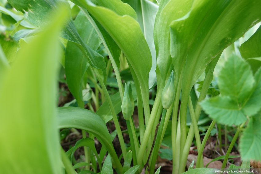 Коллекционные куклы Sonja Hartmann, Kidz'n'Cats