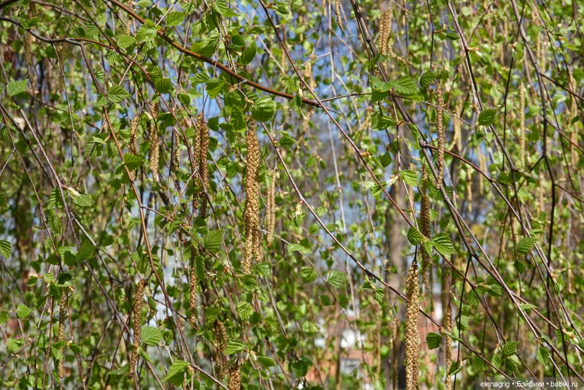 Бабайкины детки. Патрик приехал