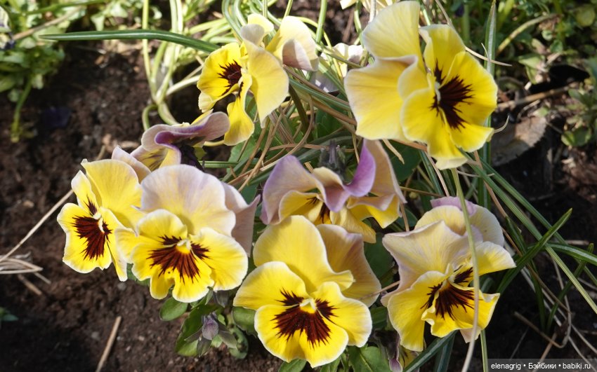 Бабайкины детки. Патрик приехал (фото 2)