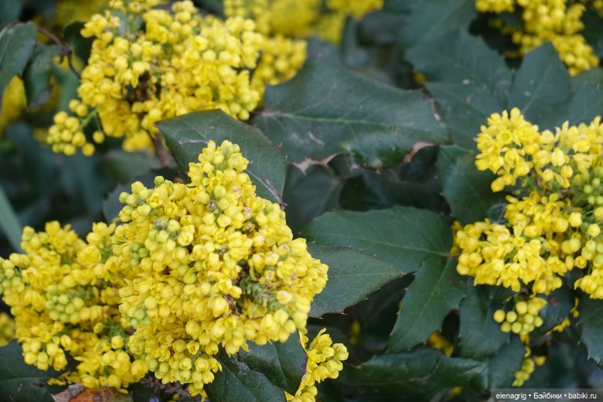 авторские игрушки