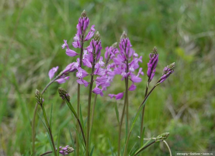 Натуся в горах — Разные шарнирные куклы (не БЖД): редкие