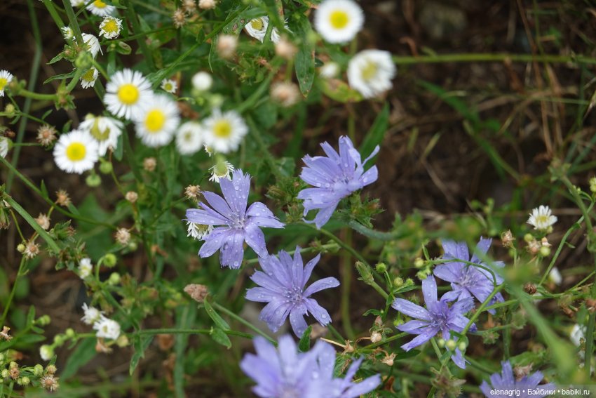 Коллекционные куклы Дианы Эффнер, Dianna Effner