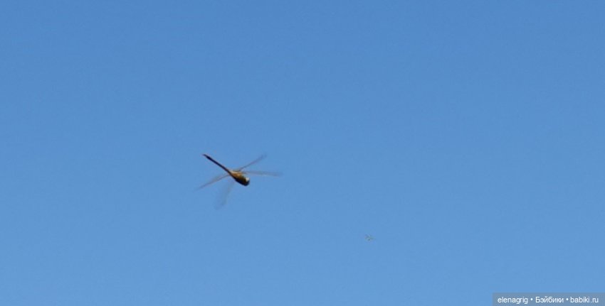 Море, я люблю тебя | Бэйбики Море, я люблю тебя — Куклы Ruby Red (Руби Ред) Fashion Friends: Siblies (фото 6)