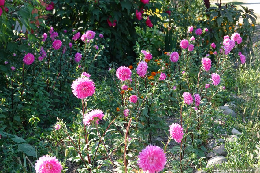 Август, астры — Куклы Dianna Effner (Эффнер) из винила: Little Darling (фото 5)