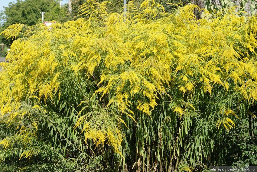 Август, астры — Куклы Dianna Effner (Эффнер) из винила: Little Darling (фото 4)