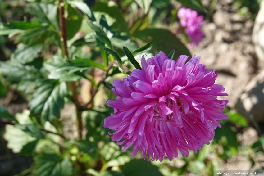 Август, астры — Куклы Dianna Effner (Эффнер) из винила: Little Darling (фото 2)