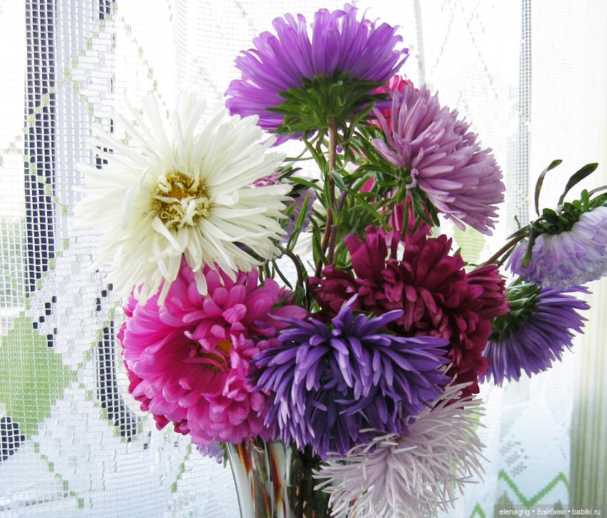 Август, астры — Куклы Dianna Effner (Эффнер) из винила: Little Darling (фото 6)