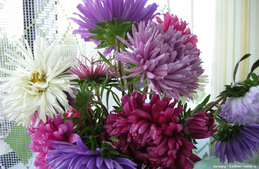 Август, астры — Куклы Dianna Effner (Эффнер) из винила: Little Darling (фото 8)