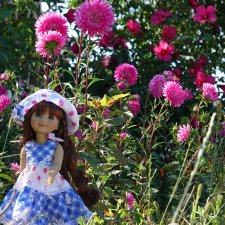 Август, астры