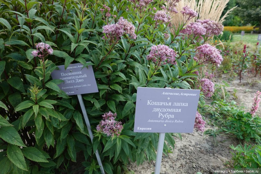 Не было печали, просто уходило лето