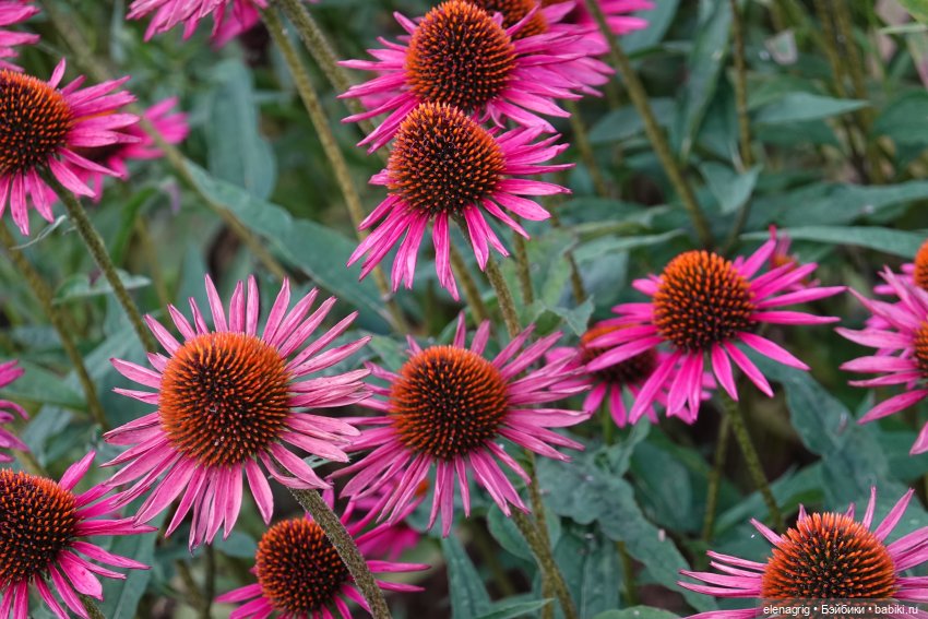 Не было печали, просто уходило лето (фото 6)