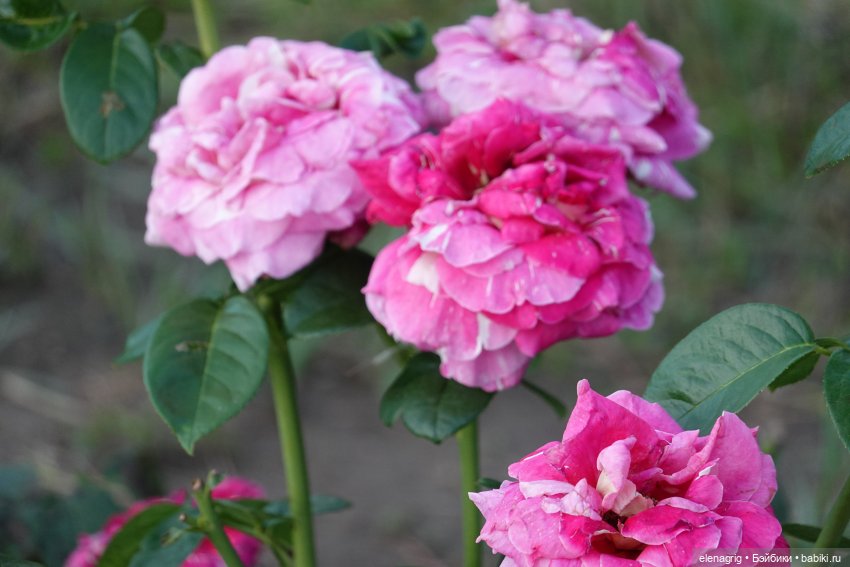 Не было печали, просто уходило лето (фото 8)