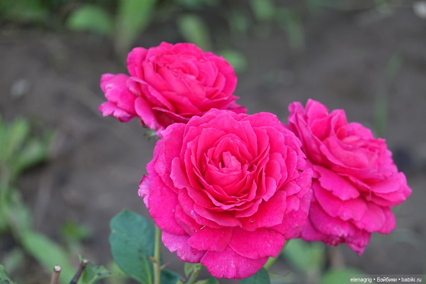 Не было печали, просто уходило лето (фото 7)