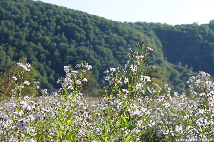 Сентябрь ещё не осень | Бэйбики Сентябрь ещё не осень — Куклы Ruby Red (Руби Ред) Fashion Friends: Siblies (фото 4)
