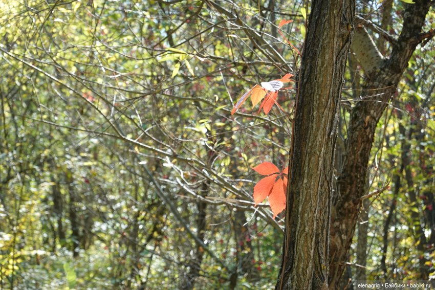 Коллекционные куклы Sonja Hartmann, Kidz'n'Cats