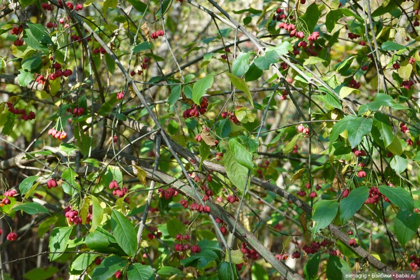 Октябрь уж наступил — Куклы Kidz'n'Cats (Соня Хартман): шарнирные 46 см (фото 4)