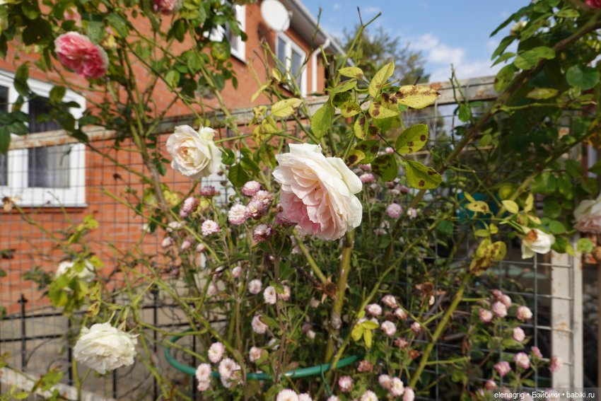 Первый день ноября — Болталка и разговоры обо всем: жизнь