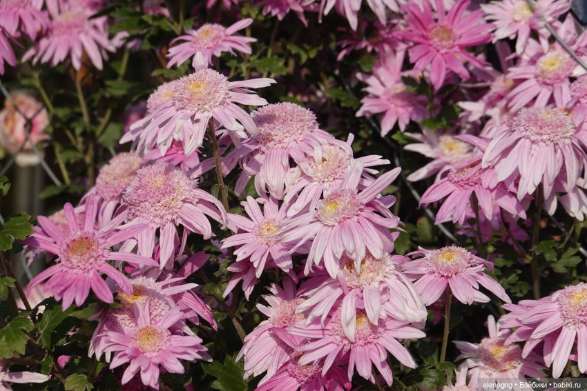 Первый день ноября — Болталка и разговоры обо всем: жизнь