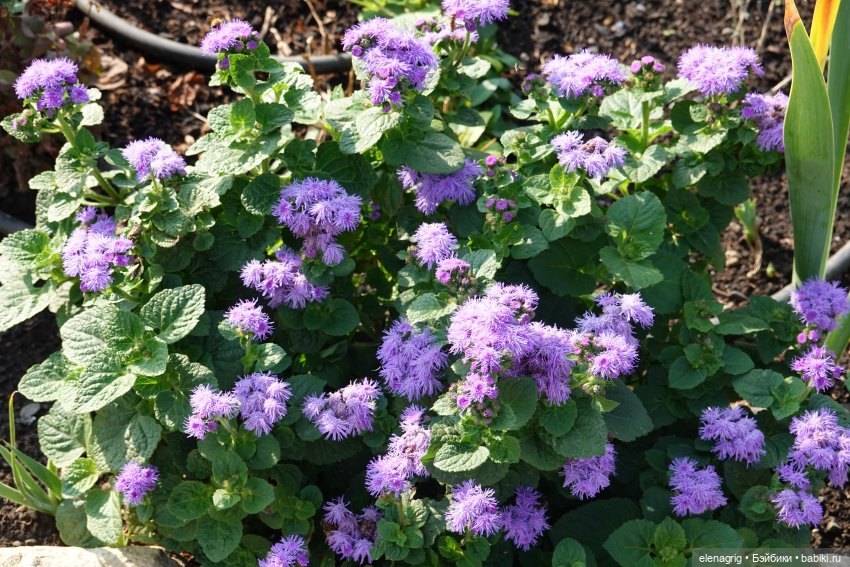 Первый день ноября — Болталка и разговоры обо всем: жизнь