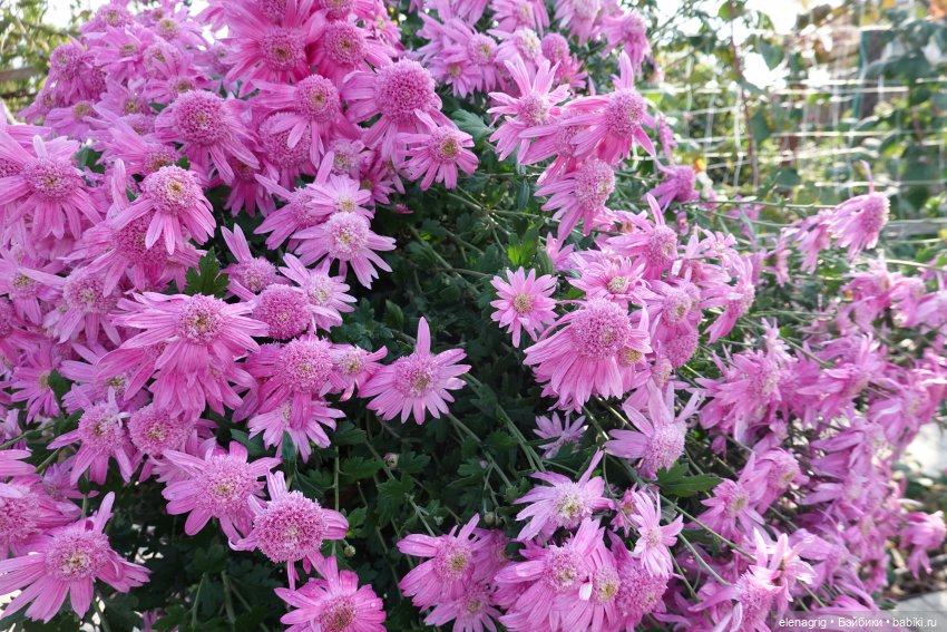 Первый день ноября — Болталка и разговоры обо всем: жизнь