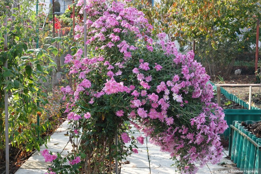 Первый день ноября — Болталка и разговоры обо всем: жизнь